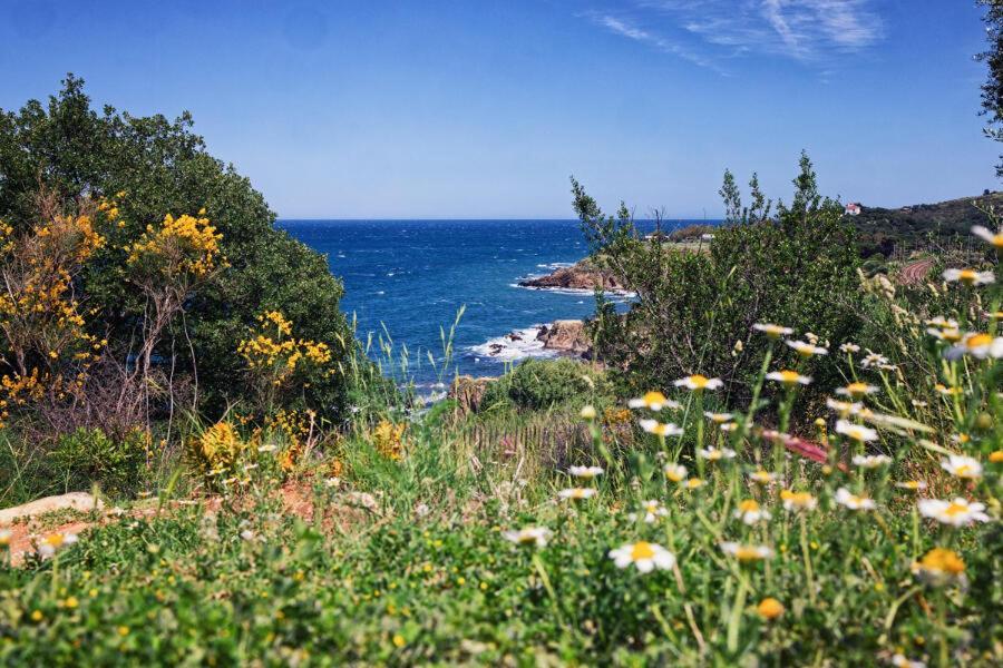 Residence Antinea Argelès-sur-Mer Kültér fotó